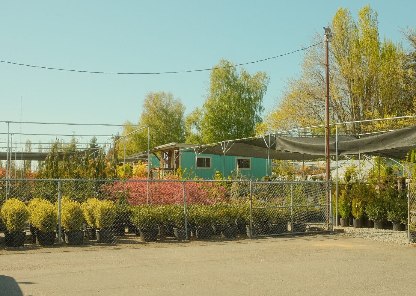 Nursery of Plants in Mount Vernon Wa